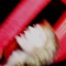 ᶜˢⁱˡˡᵃ ᶠᵒᵈᵒʳ