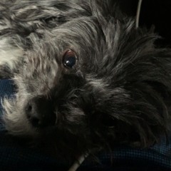 Caden
