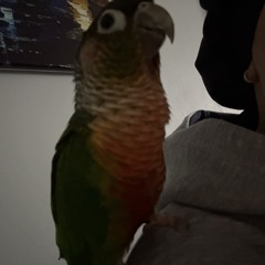 birdieeee