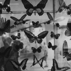 Untitled playlist