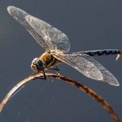 Bug Music