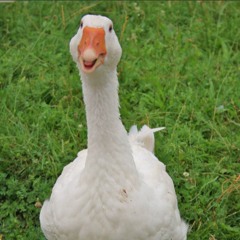 goose 🪿