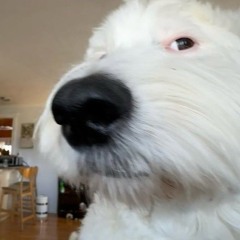 dov