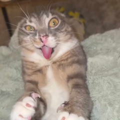 Rumoto