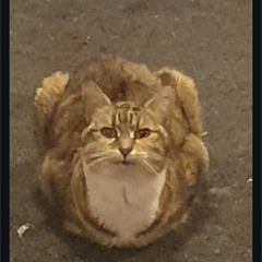 sammmmmmm