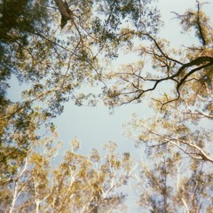 Silky For The Planet