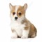Maddy the corgi 🐕🐕xXx