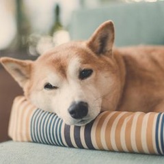 Shibainu