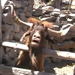 ScelusTeach - A Missive - OldGoat RMX