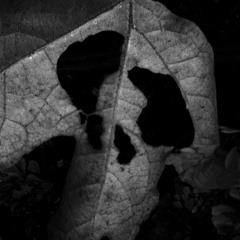 Andrew Demus