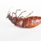 The Roaches
