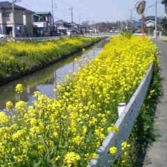 扇谷忠明（Tadaaki Ohgiya）