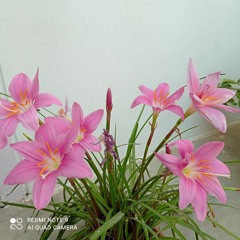 dr.santosh kumari rastogi