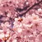 Sakura Dawn