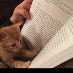 El Alfa _El Jefe_ x CJ x El Cherry Scom - La Mamá de la Mamá (Video Oficial)(M4A_128K)_1.m4a