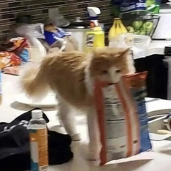 SirKillerFox