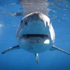Sharky