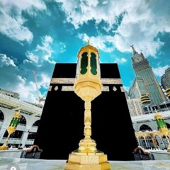 insan