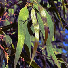Acacia Komodo