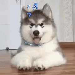 swuss