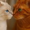 Warrior cats❤️‍🔥😻