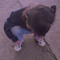 maygrandita