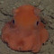 soundclown user 2636