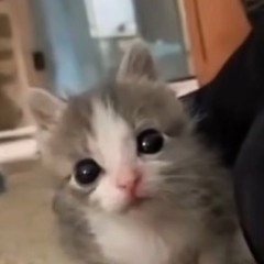 멈멍이