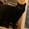 Jasper G