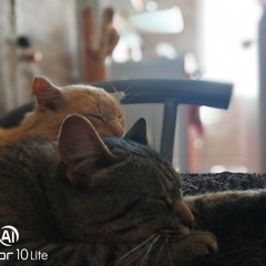 Мяу Котик