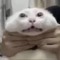 Nya Nya