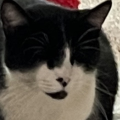 fatcat