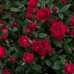 Dr Shery⚜️🕊️