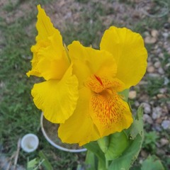 LysRose127