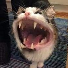 andishefu