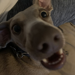 Jaxx