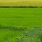 Chú Tiểu Cô Đơn