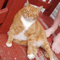 Fat Cat 709