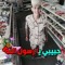 ايمن الإمام