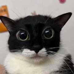 gato