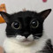 gato