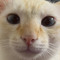 sexandcats420