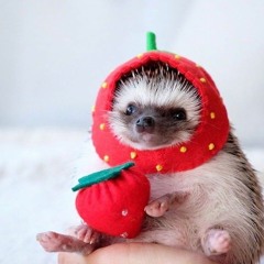 sprout