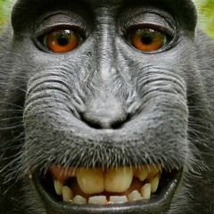 Monkey A.
