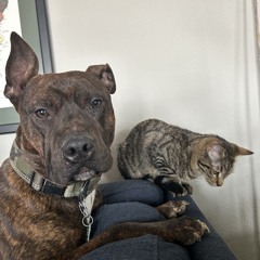 Your sister Love me YC