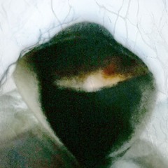 Niccolò