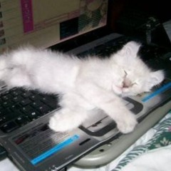 mewkitty