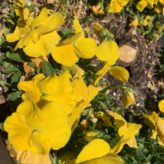 A, B, C, and Vitamin D Podcast