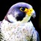 Falcon Sun