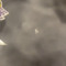 420Fly